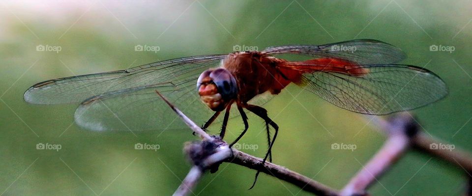 Dragonfly on a Summer Morning