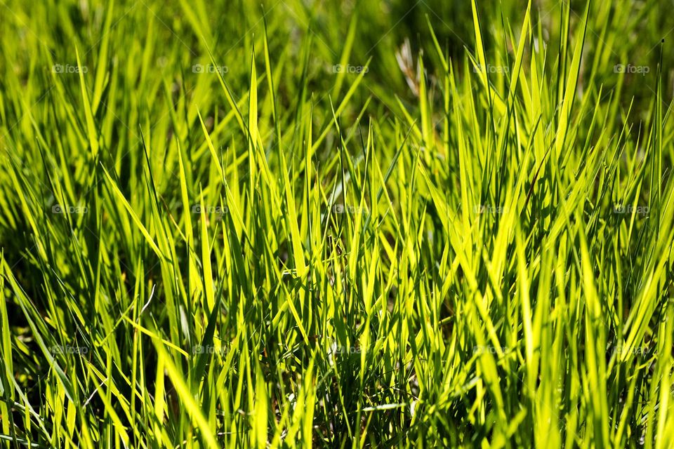 Grass leaves macro look summer mood positive vibes wonderful time hustling daydreaming naturalism green power