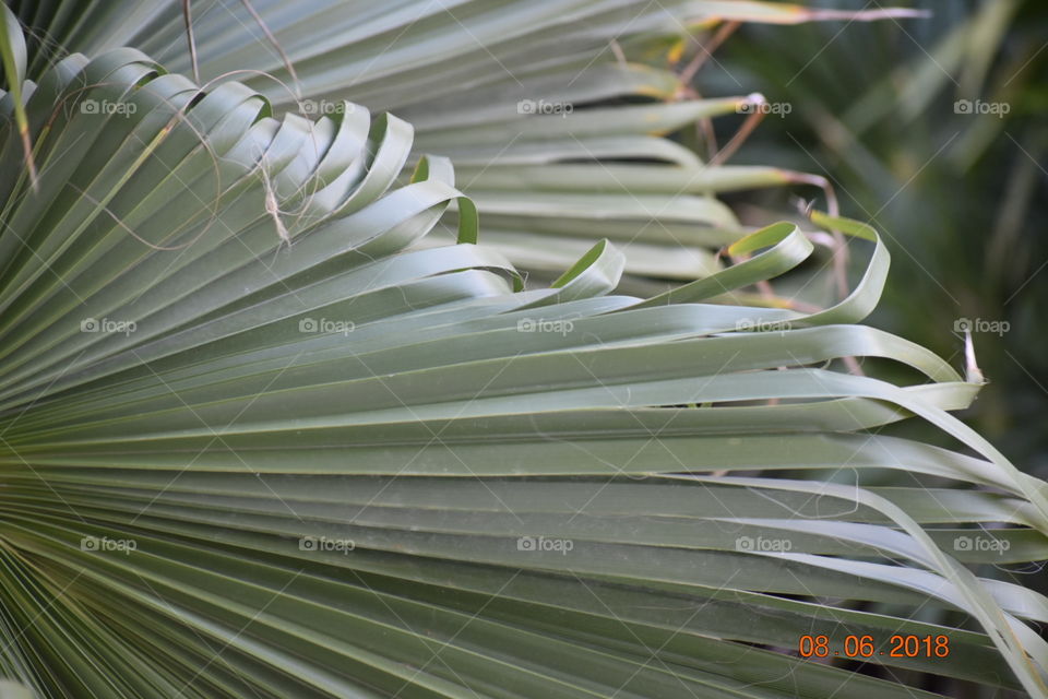 Tropical, Nature, Flora, Leaf, Palm