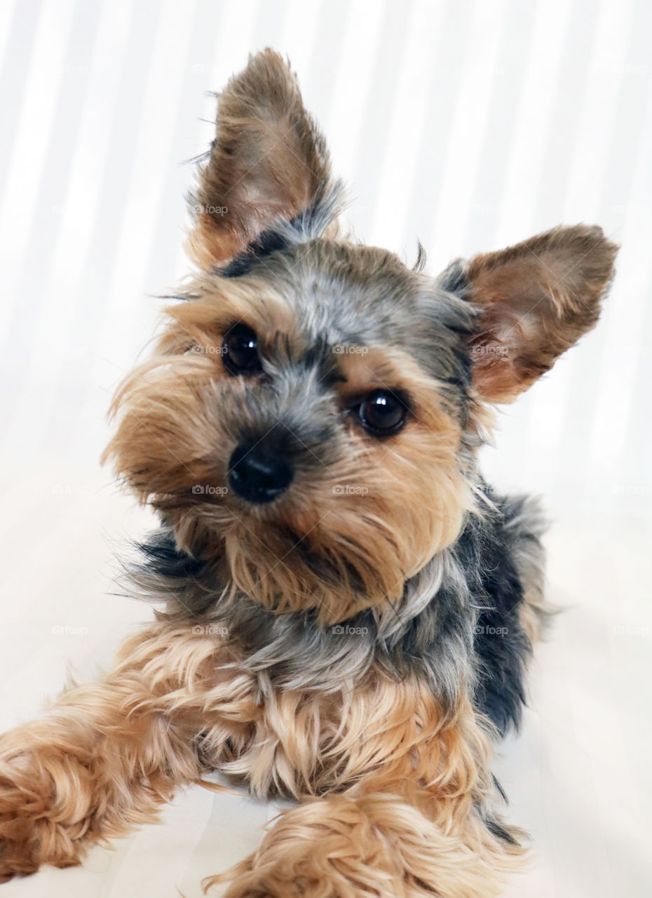 Yorkie dog