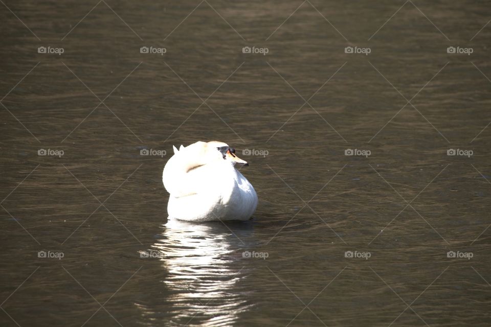swans on the lake