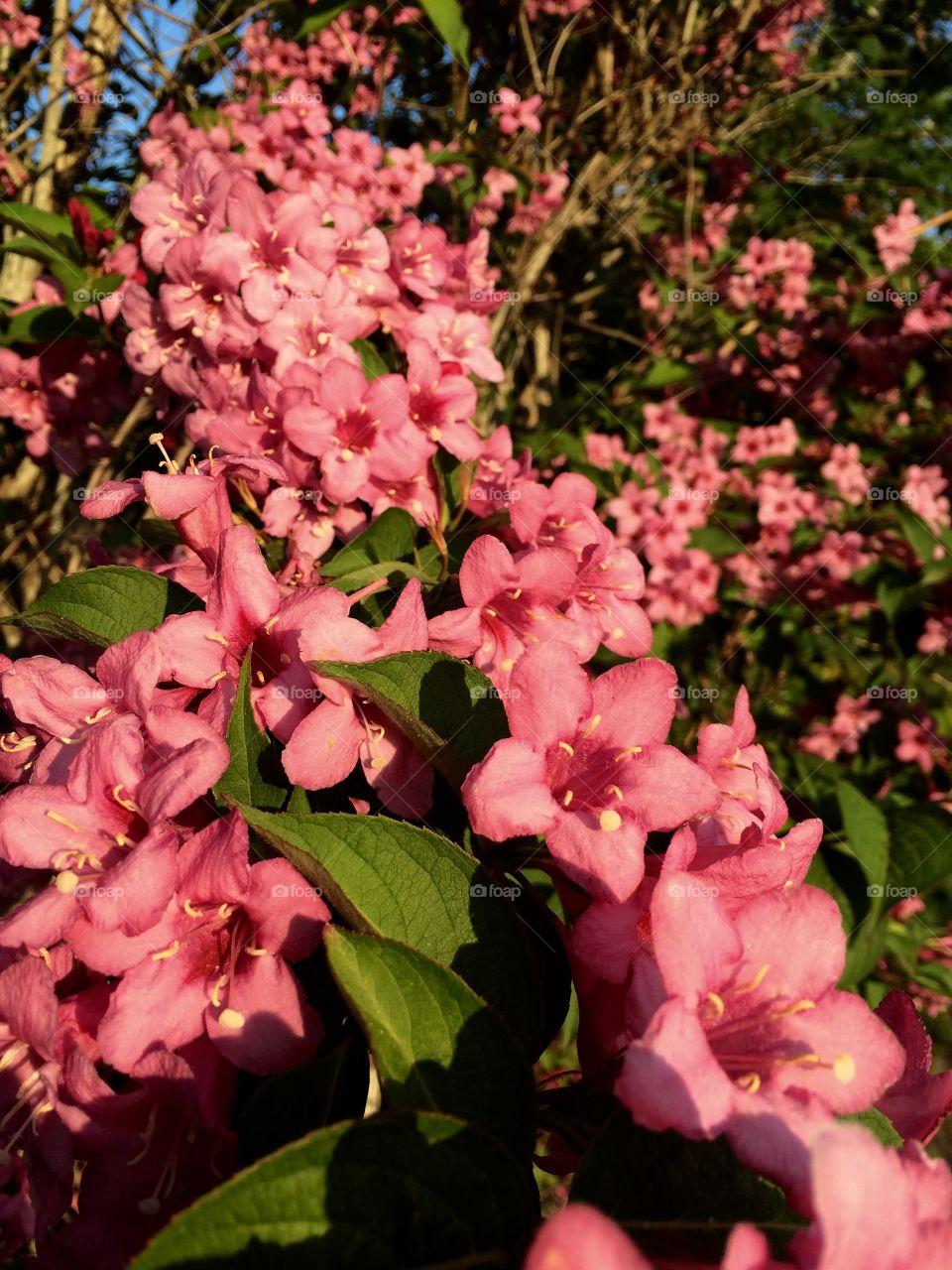 Pink Flowers. Pink flowers of a Rhododendron