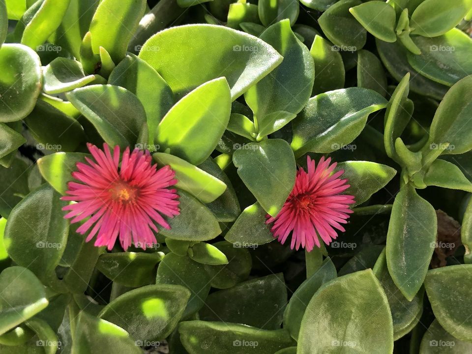 Beautiful flowers in the garden