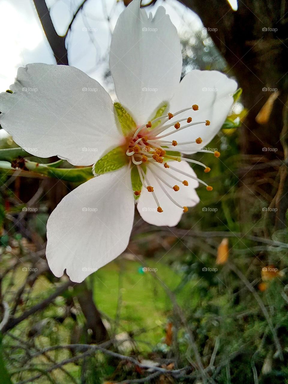 Almond tree