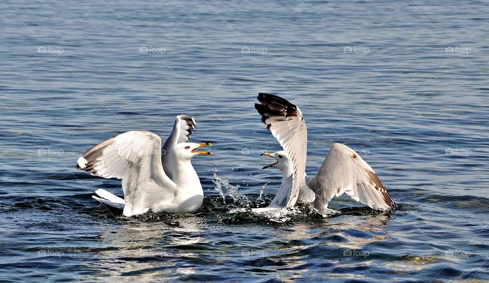 Bird, Water, Seagulls, Lake, Wildlife