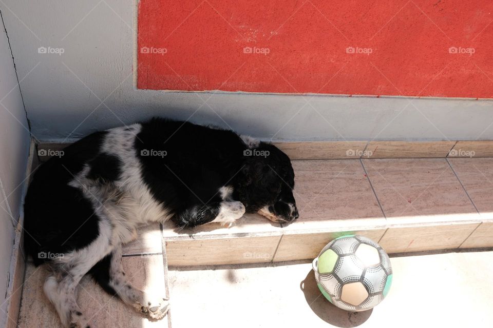 Black and white Spanish cocker dog sleeps after playing with the ball.