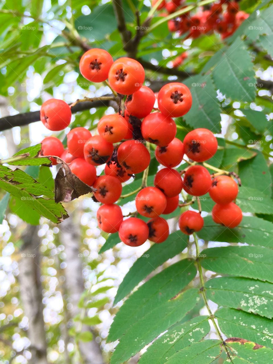 Mountain ash berries 
