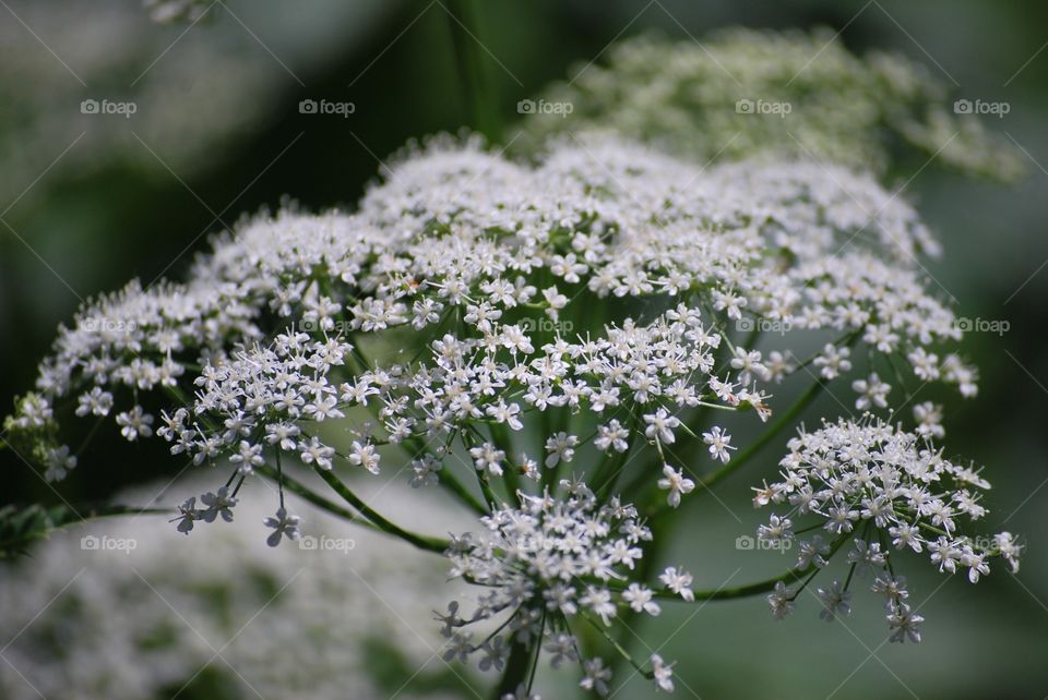 White flowers