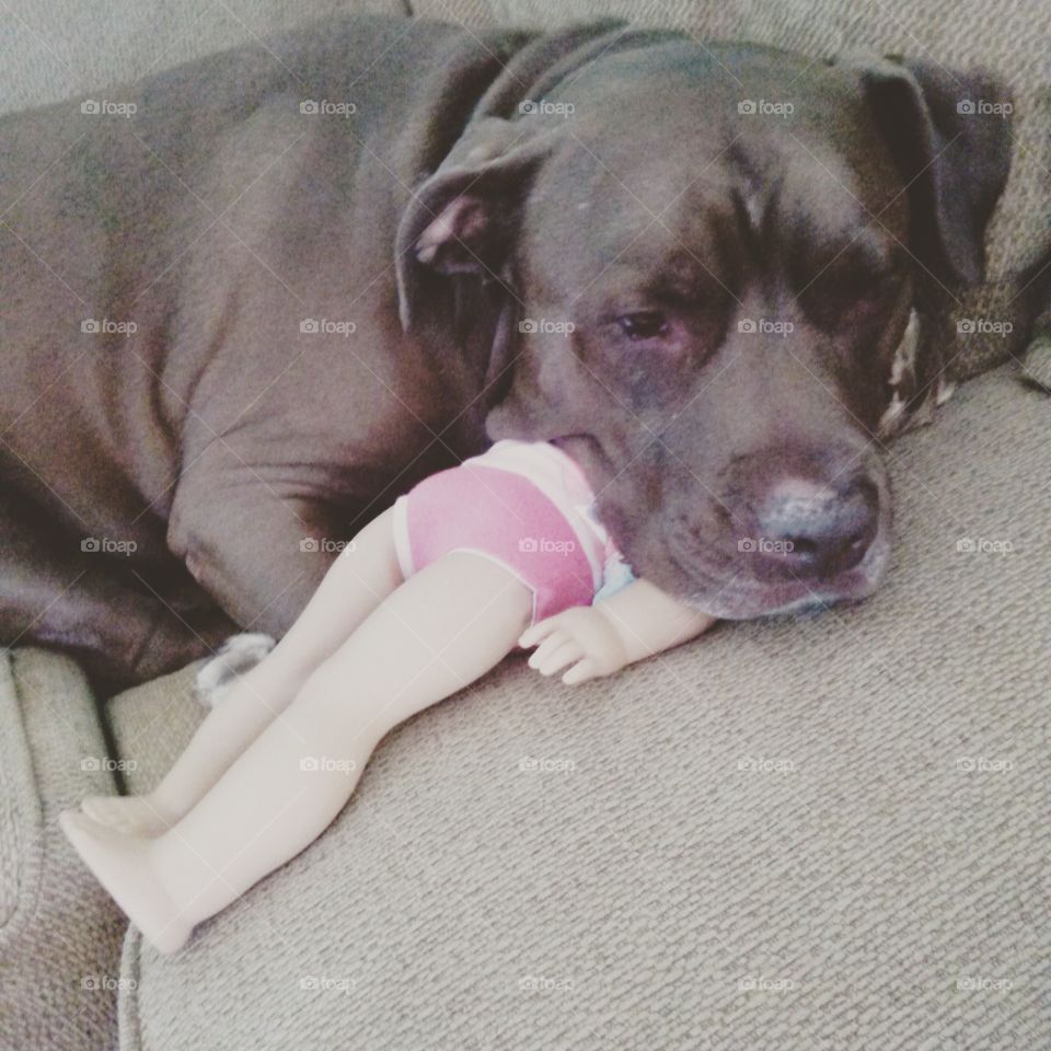 dog and doll. large brown dog using American Girl doll as a pillow