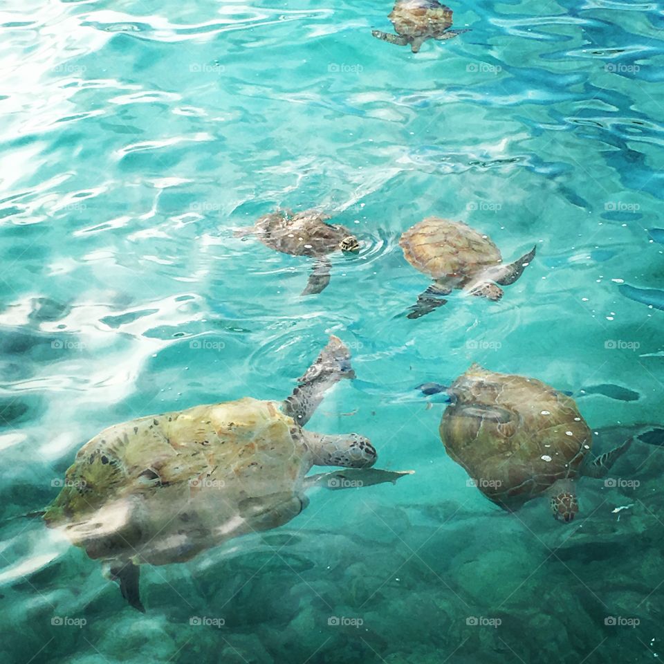 Turtles at Oistins, Barbados