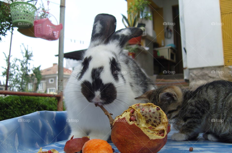 A cute bunny, a kitten and a pomegranate