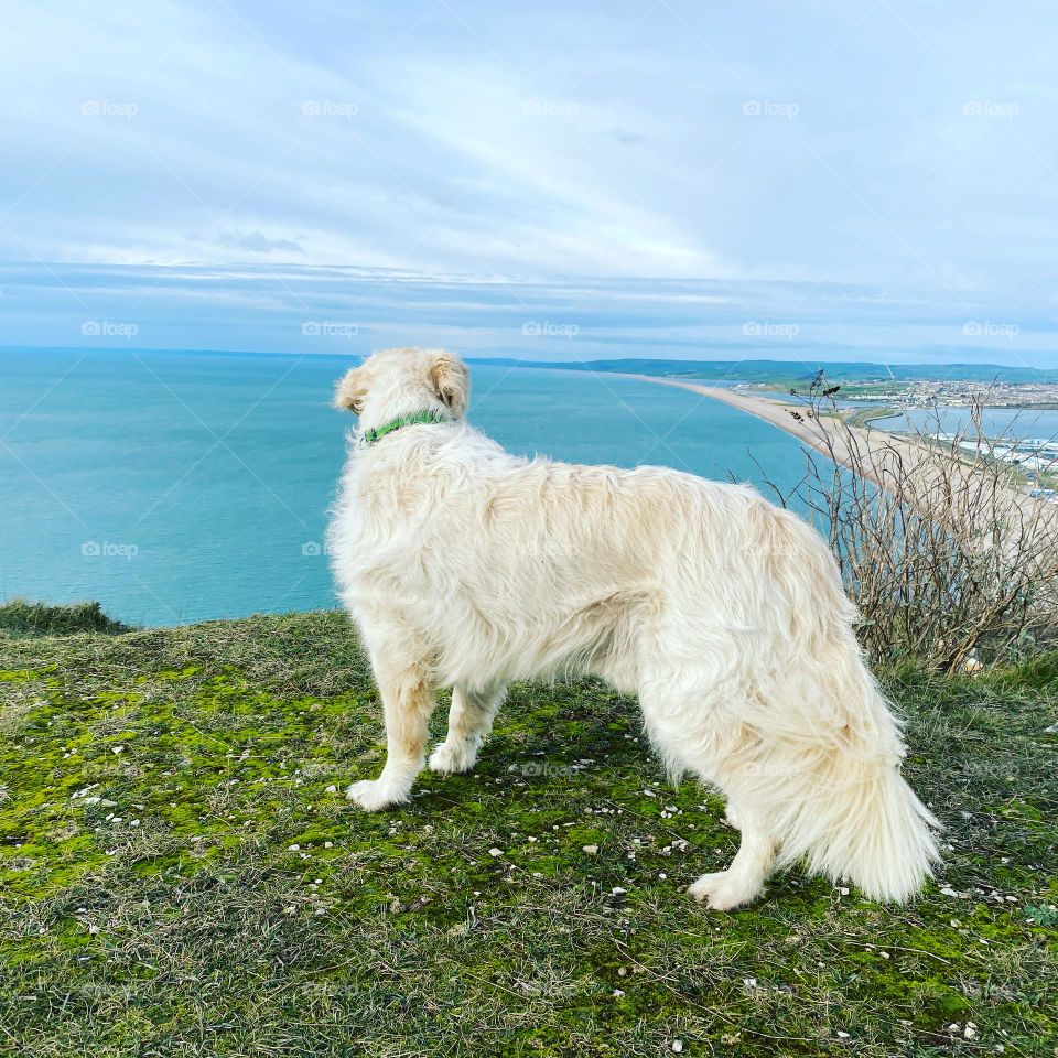 Golden Retriever Portland Bill