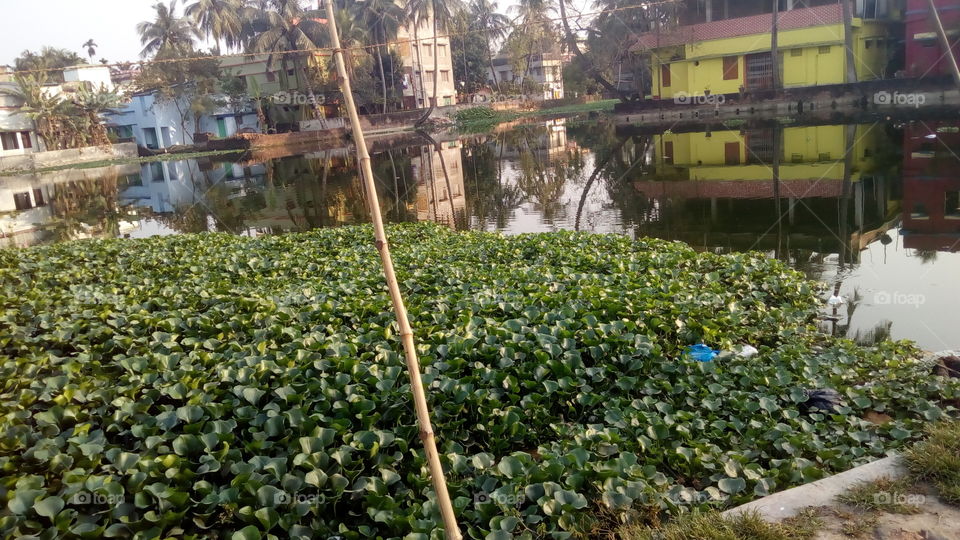 pond