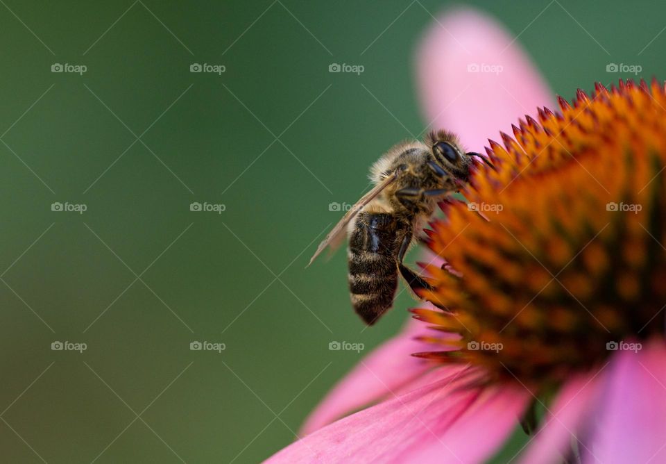 A bee on an echinacea flower closeup