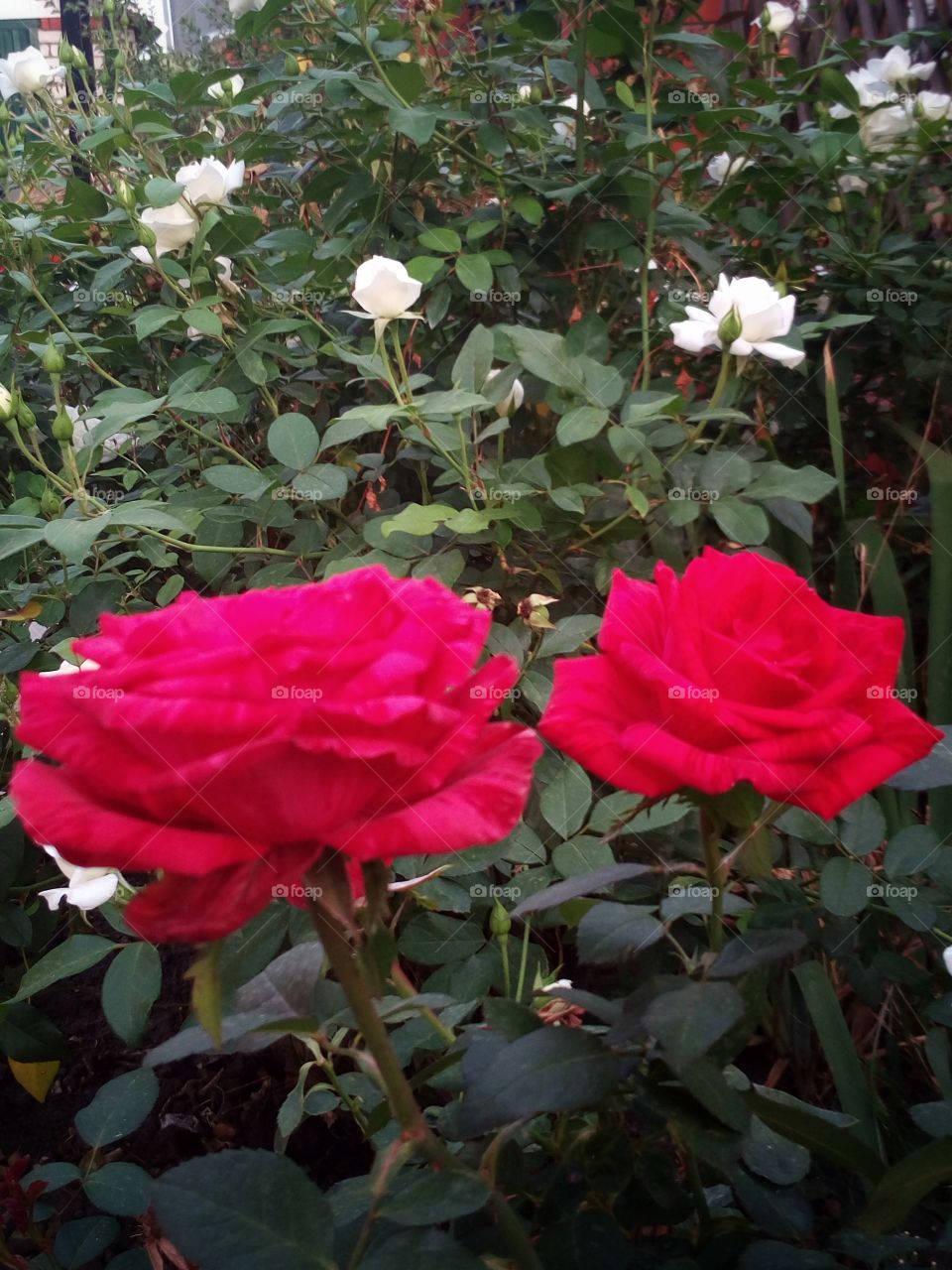 luxury roses in the garden