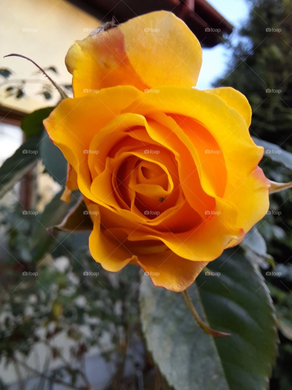 late autumn  blooming of tea rose