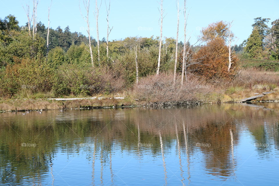 Autumn trees reflecting into the ocean