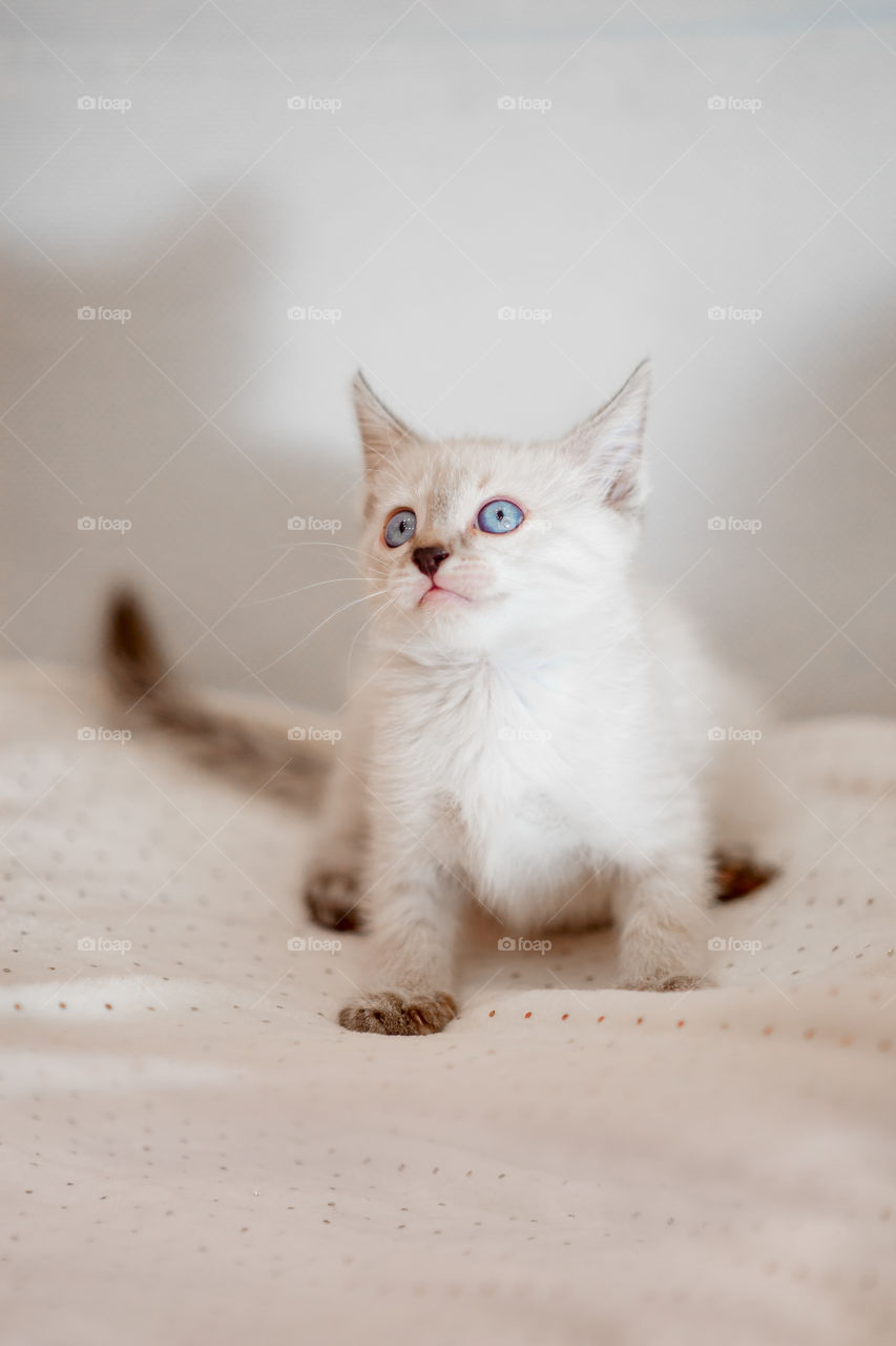 Little Tibet color-point kitten playing. white, Tibet, color-point