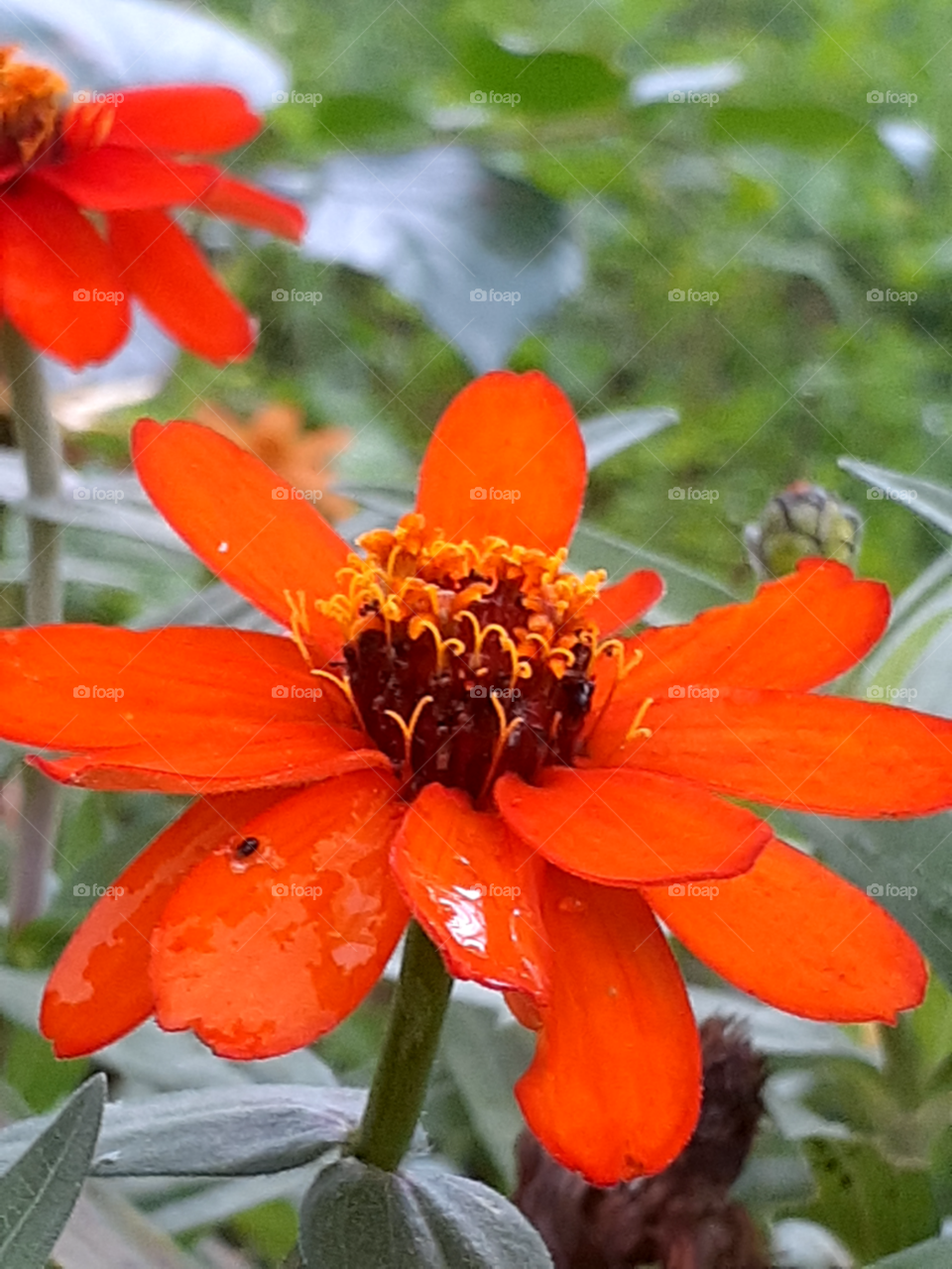 portrait of a flower