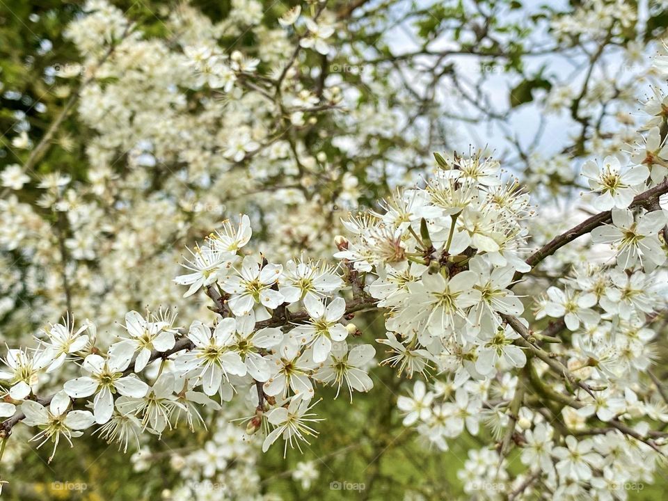 Flowering 