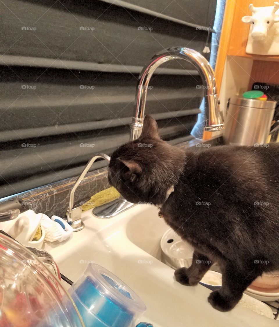 Black cat standing in kitchen sink licking and drinking from water dispenser. Dishes in sink & in dish drainer.