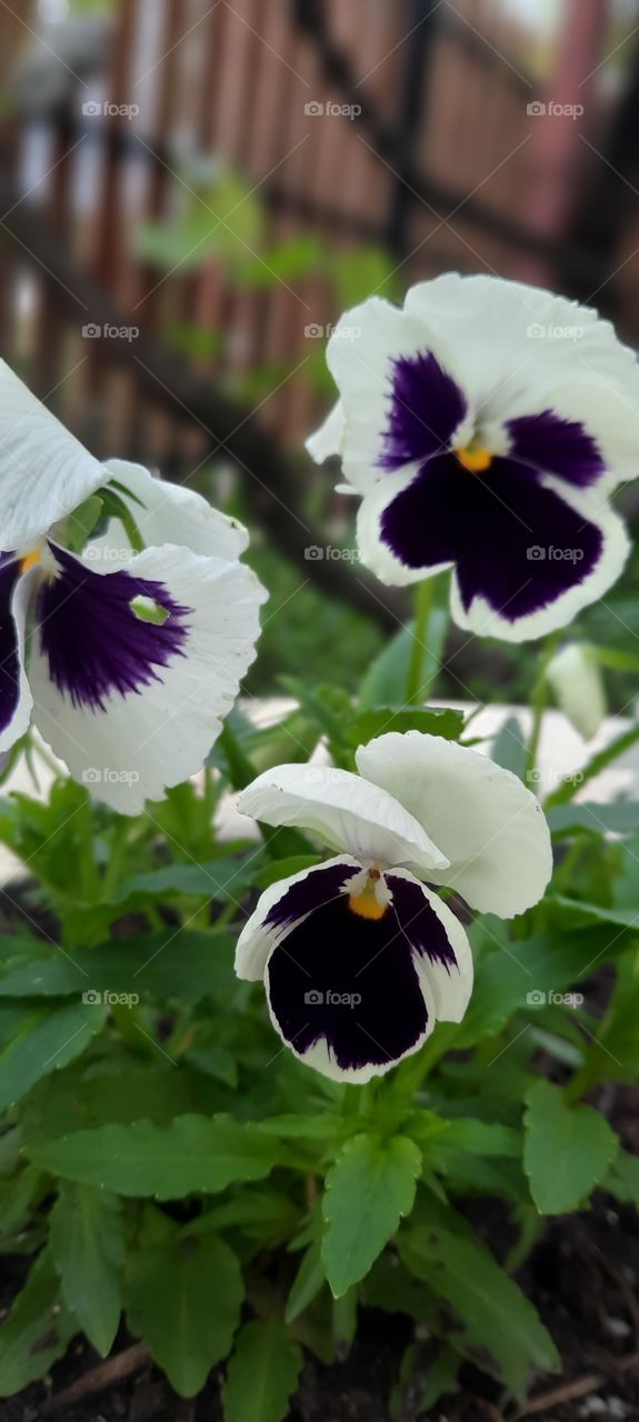 Pansies