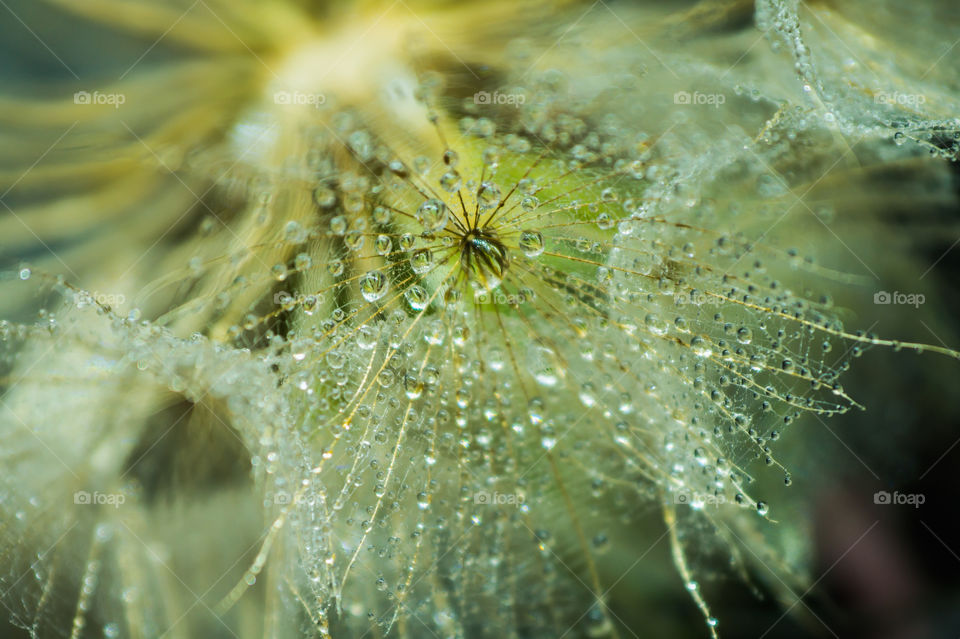Dewdrops on a dandelion close-up