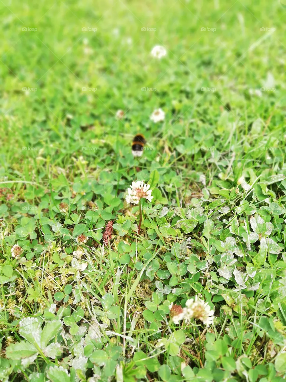 natura