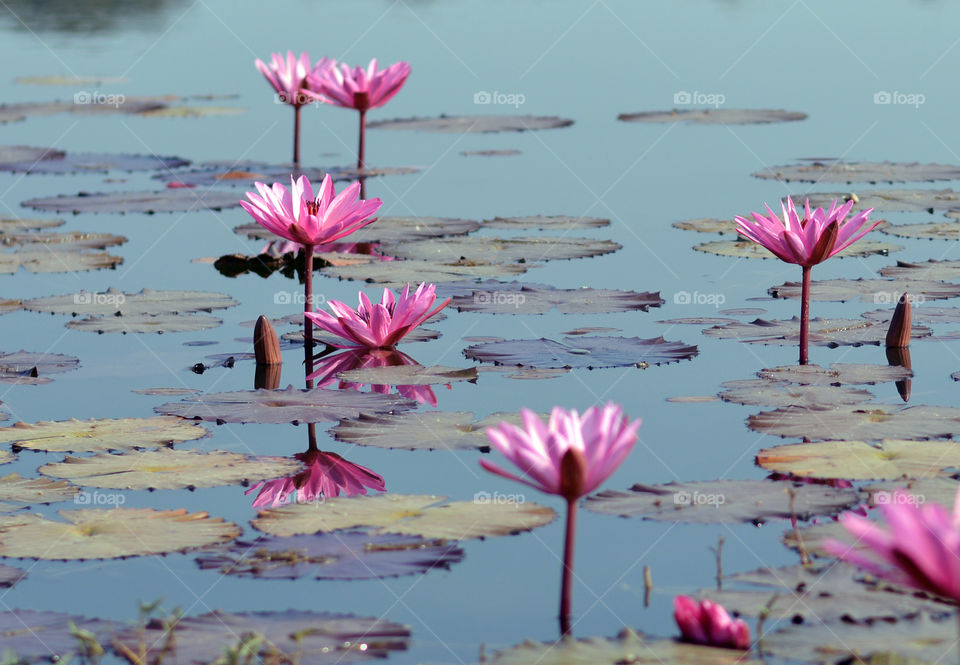 Lotus water lily in pond