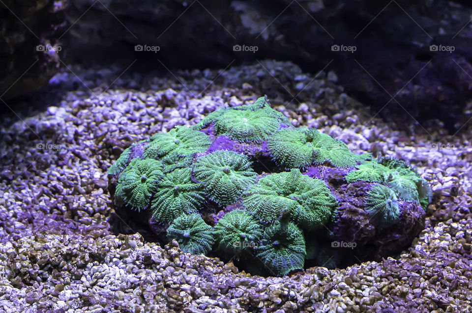 Colorful corals under the sea in Thailand.