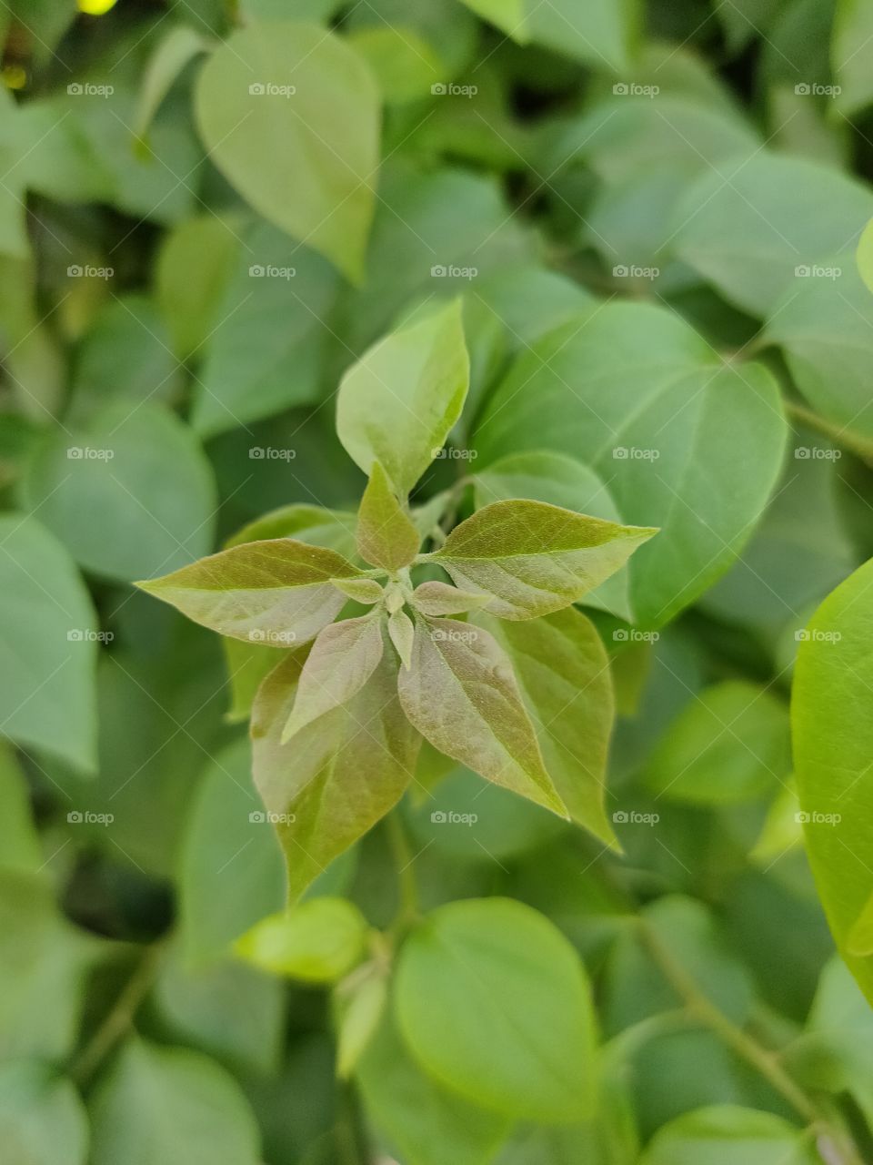 Green plant leaves and baby leaf