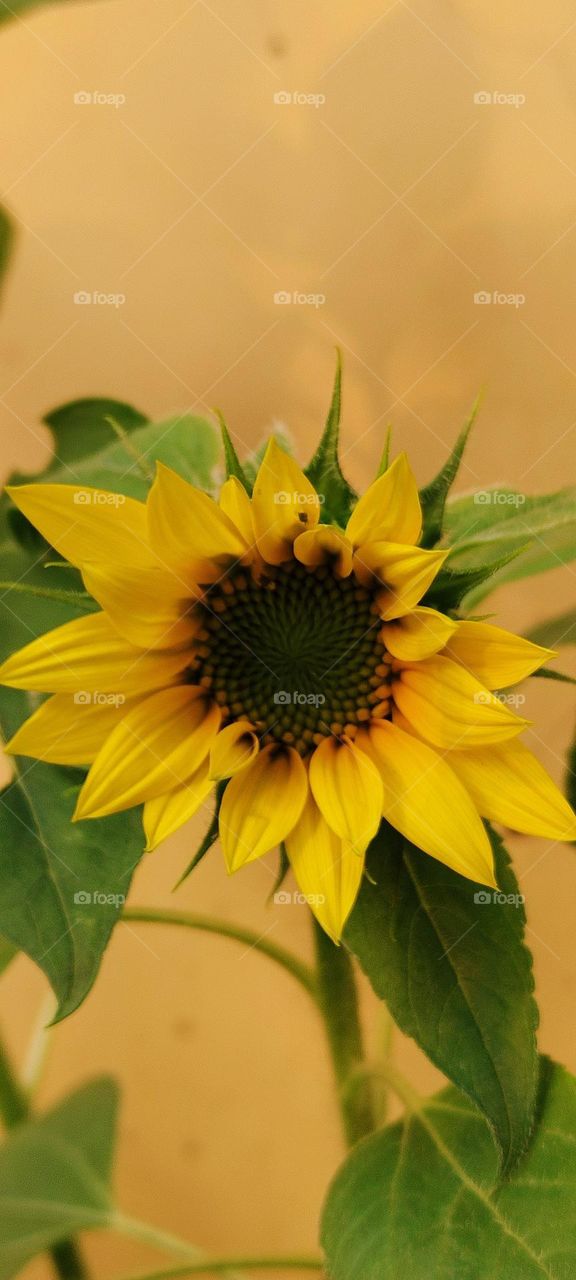 sunflower love