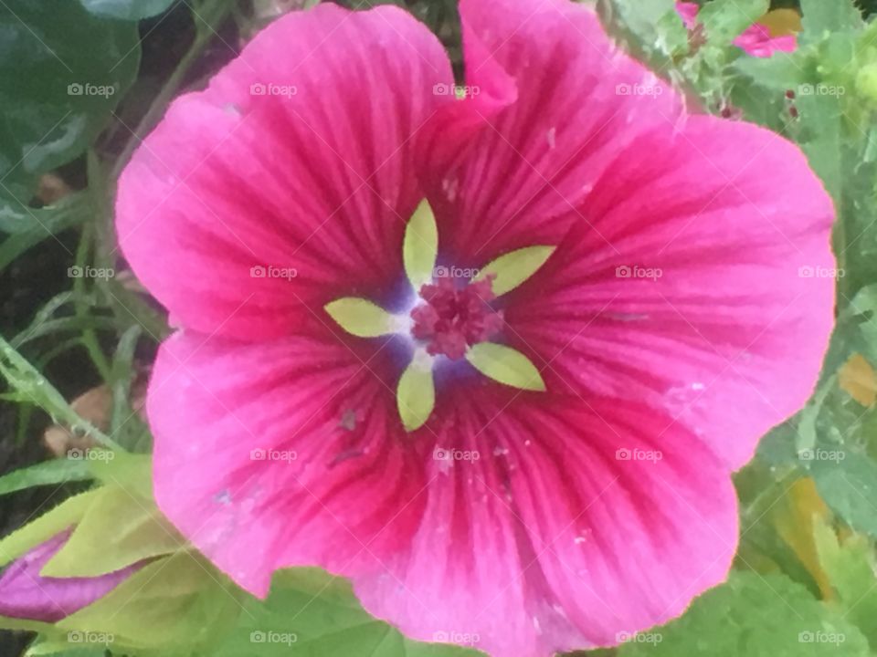 Pink flower 