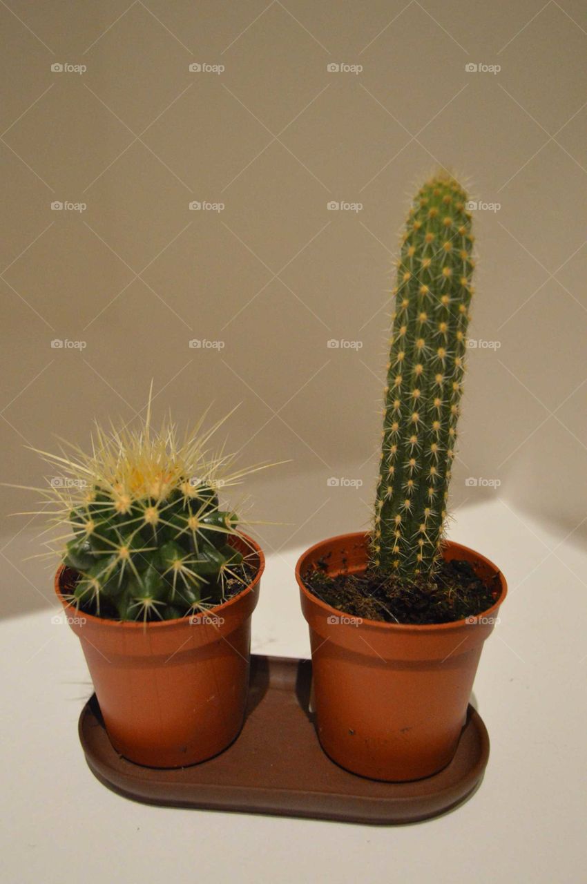 мои любимые кактусы. маленькие колючие красавцы.