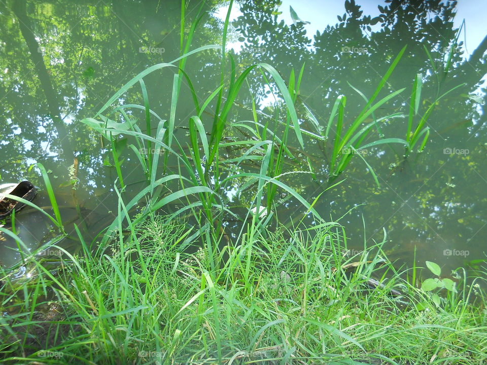 Grass in water