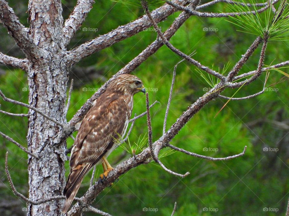 Urban Nature: Wildlife - Red-tailed Hawk perched on a pine tree limb looking for prey. This is the most widespread and familiar large hawk in North America, bulky and broad-winged, designed for effortless soaring.