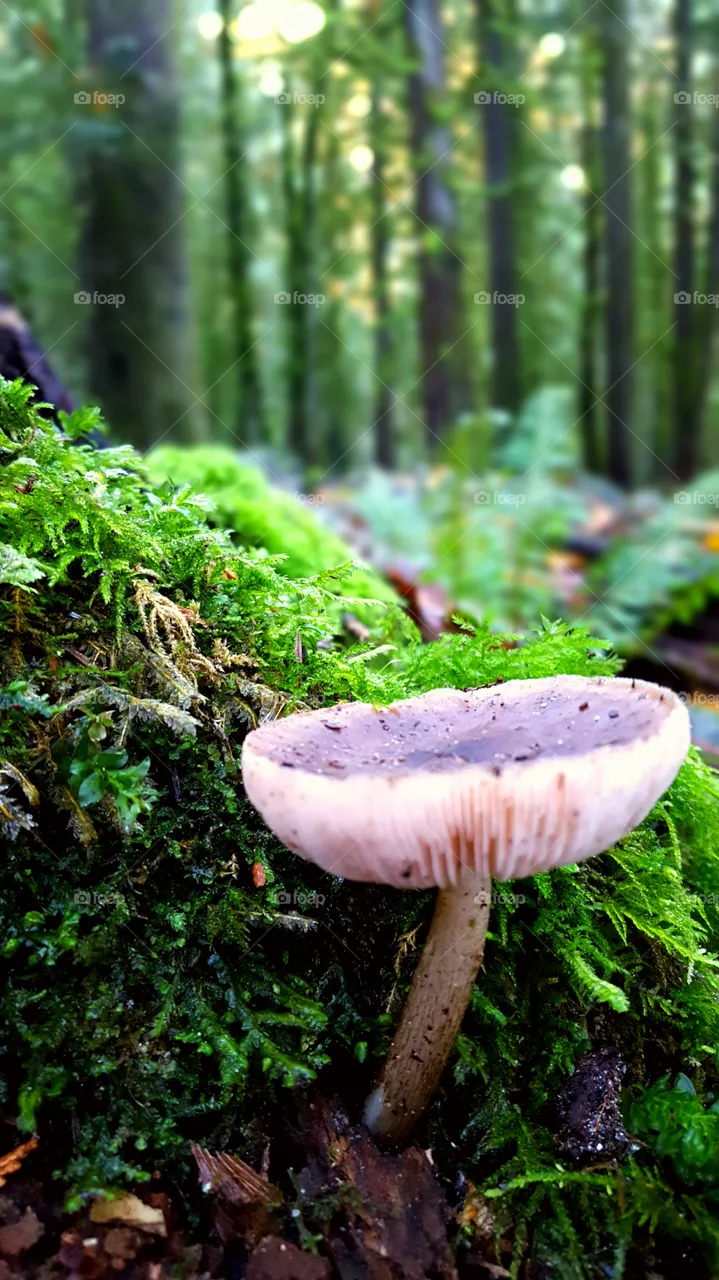 mushroom