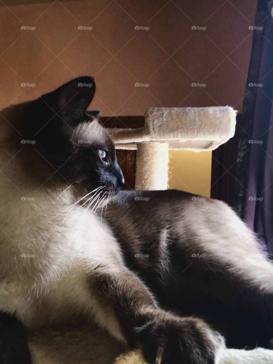 The wonders out the window; adult USA Ragamese Cat staring out the window while perched on his favorite cat tower