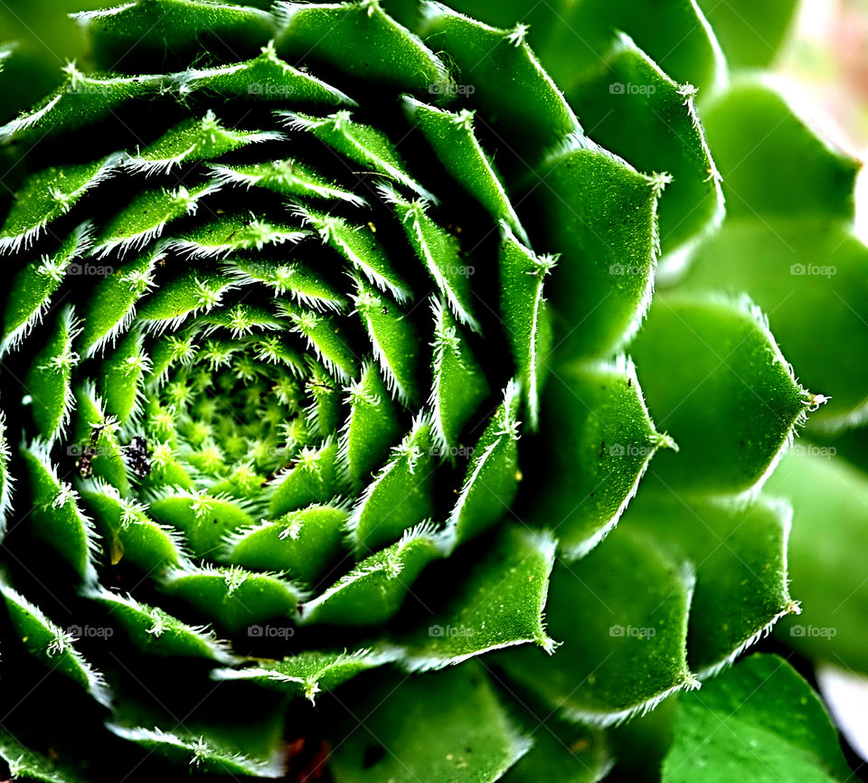 High angle view of succulent plant