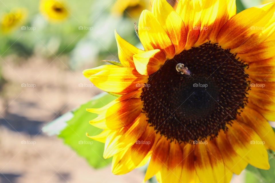 Bee on sunflower. 