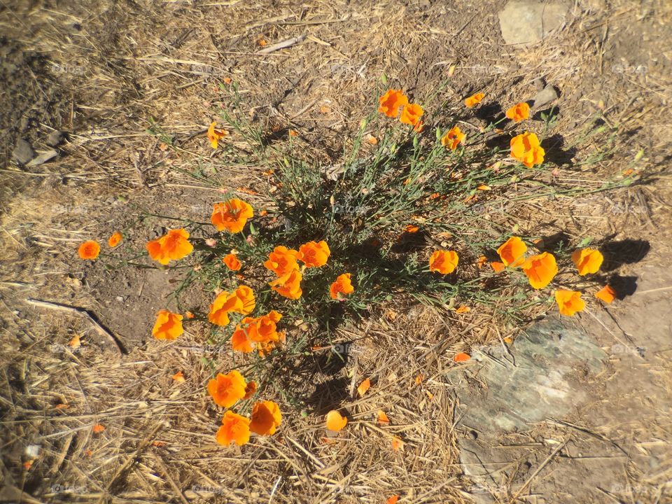 California poppy 