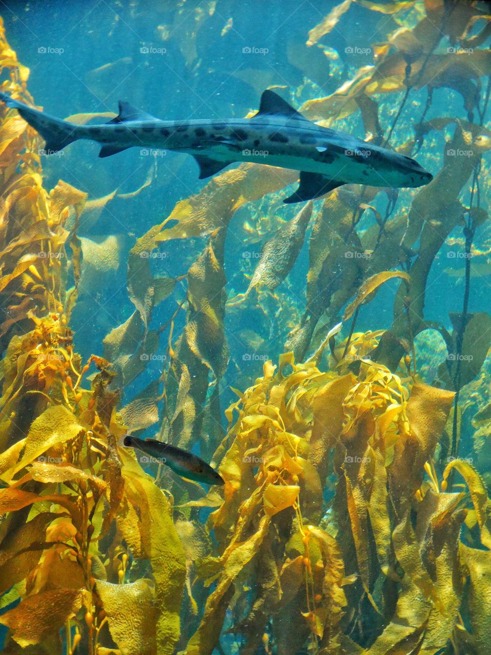 Kelp Forest Ecosystem
