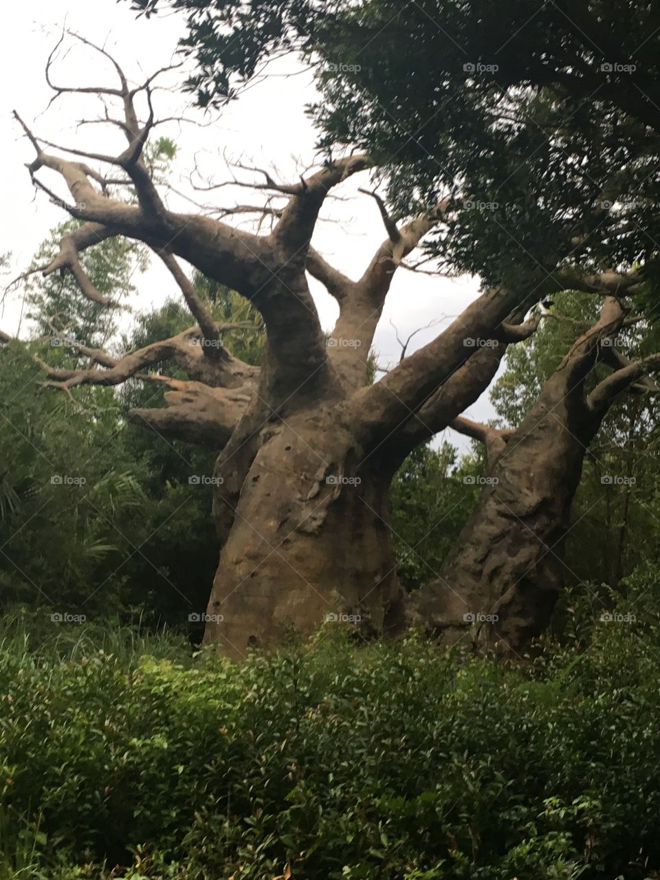 Thousand year old tree