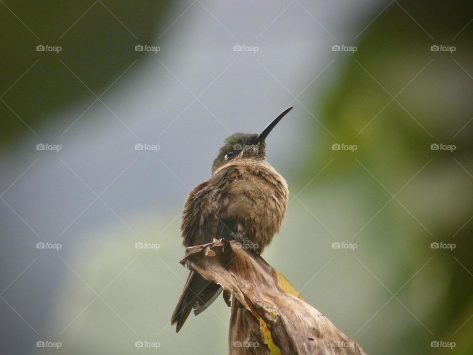 Beautiful hummingbird 