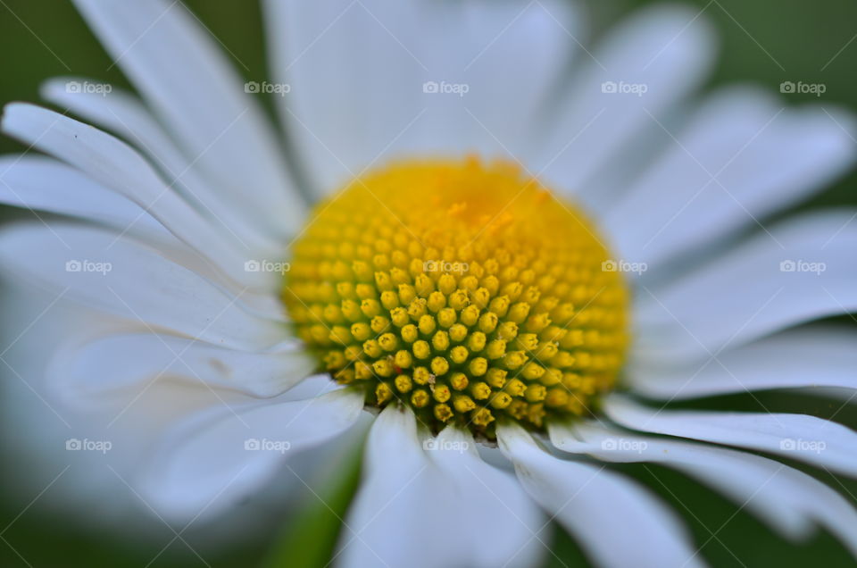 Close-up of white daisy flower