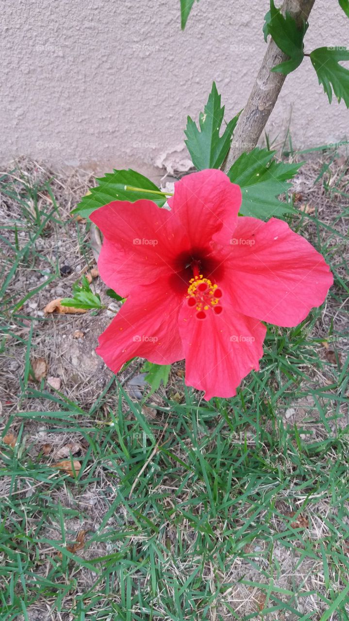 flower. (flor)