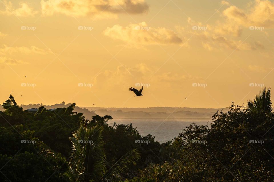 ave sobrevolaron los arboles en budca de alimento. de fondo los medanos envueltos en un destello de colores calidos de un stardecer magico.