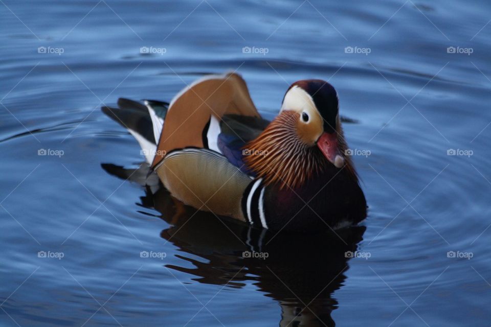 Mandarin duck
