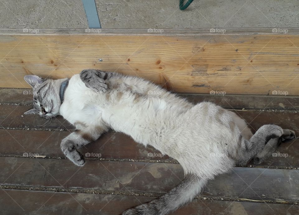 my cat sleeping on the cart