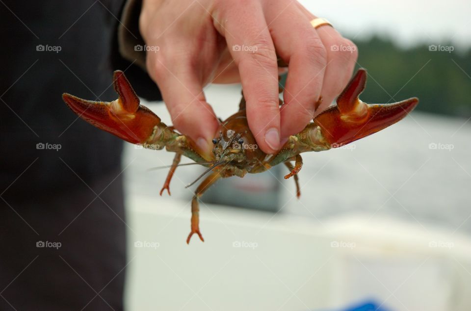 Closeup of a signal crayfish holding out its claws.